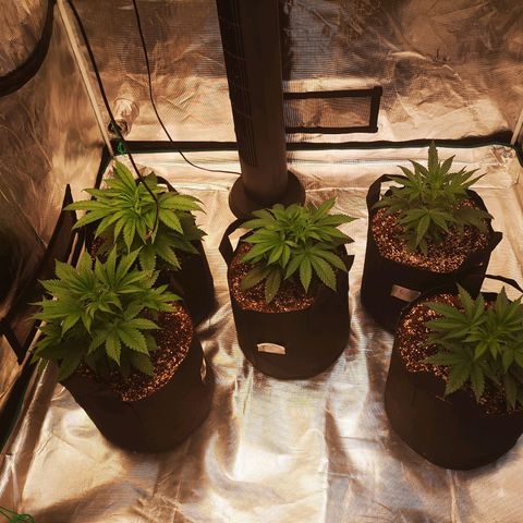 wedding cake growlog timeline photo