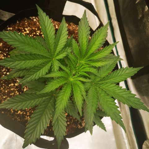 Grape Diamonds growlog timeline photo