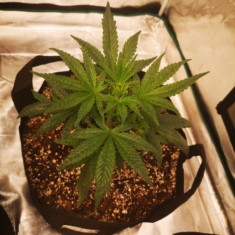 Grape Diamonds 2 growlog timeline photo