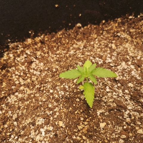 avt x 3 bears og growlog timeline photo