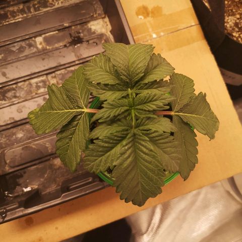 Blueberry cookies 2nd grow growlog timeline photo