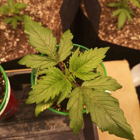 Blueberry cookies 2nd grow 2 growlog timeline photo
