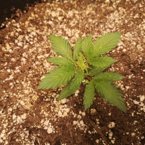 Cdlc growlog timeline photo
