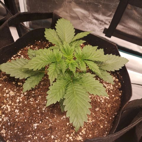 Cdlc 1/2 & 1/2 growlog timeline photo