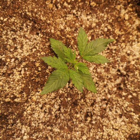Cdlc myco growlog timeline photo