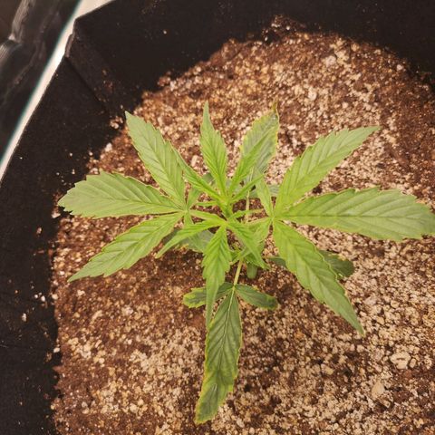 Forgotten cookies growlog timeline photo