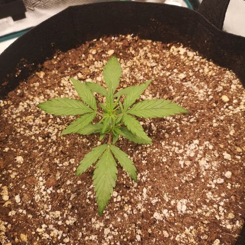 Hubbabubba haze growlog timeline photo