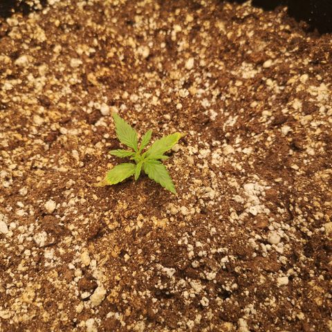 Hubbabubba haze myco growlog timeline photo