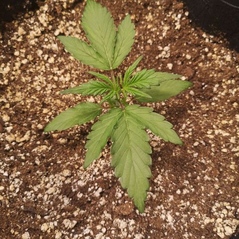 Mango smile growlog timeline photo
