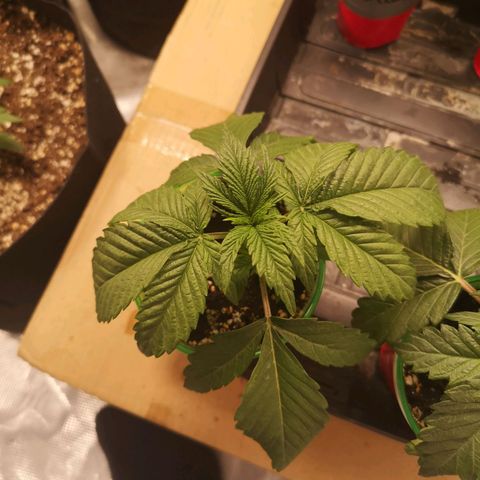 Orange cookie chem 2nd grow growlog timeline photo