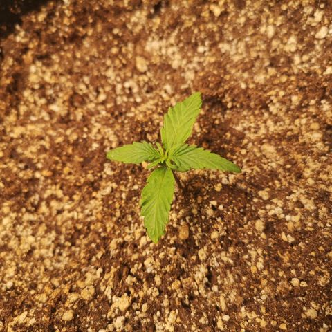 Ripleys og growlog timeline photo