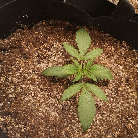 Sour crinkle growlog timeline photo