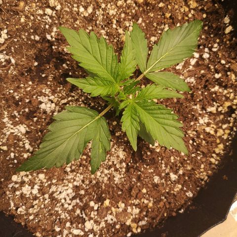strawberry stomper growlog timeline photo