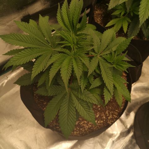 wedding cake growlog timeline photo