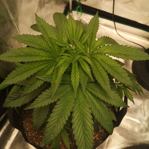 wedding cake 2 growlog timeline photo