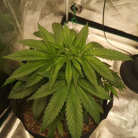 wedding cake 2 growlog timeline photo