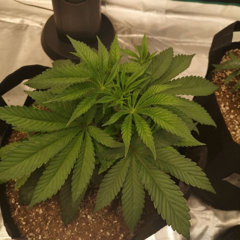 Wedding cake 3 growlog timeline photo