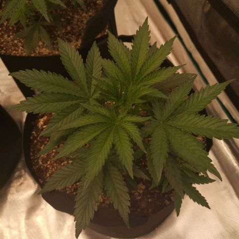 Grape Diamonds growlog timeline photo