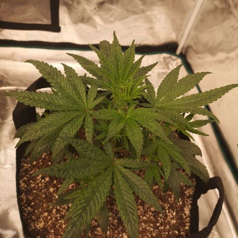 Grape Diamonds 2 growlog timeline photo
