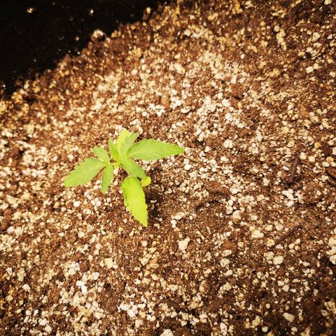 avt x 3 bears og growlog timeline photo