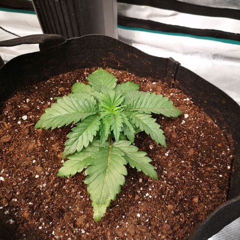 Blueberry cookies 2nd grow growlog timeline photo