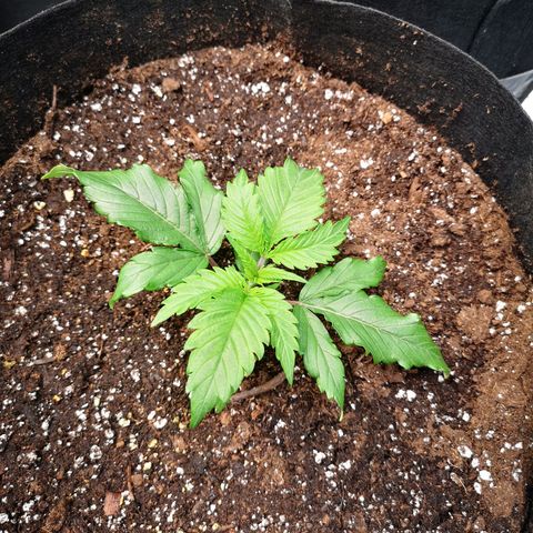 Blueberry cookies 2nd grow 2 growlog timeline photo