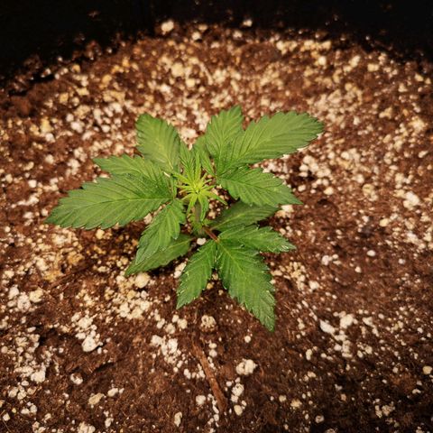 Cdlc growlog timeline photo