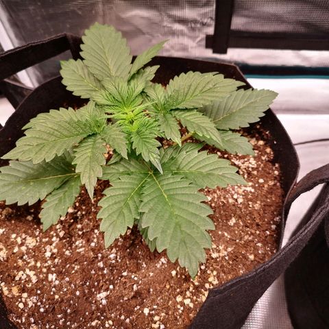 Cdlc 1/2 & 1/2 growlog timeline photo