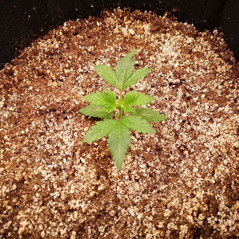 Cdlc myco growlog timeline photo
