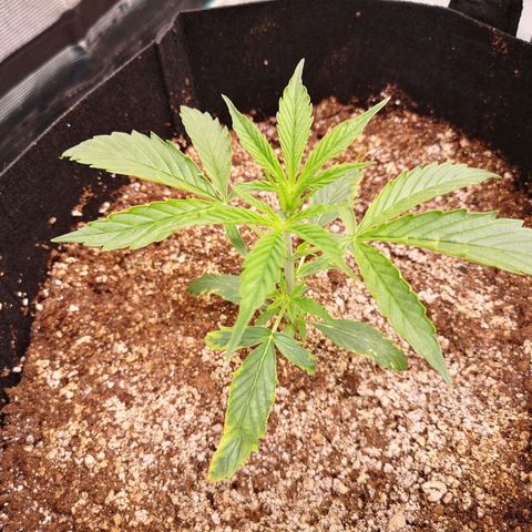 Forgotten cookies growlog timeline photo