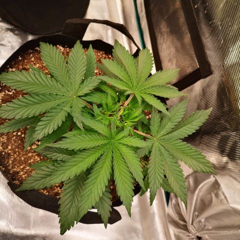 Grape Diamonds growlog timeline photo