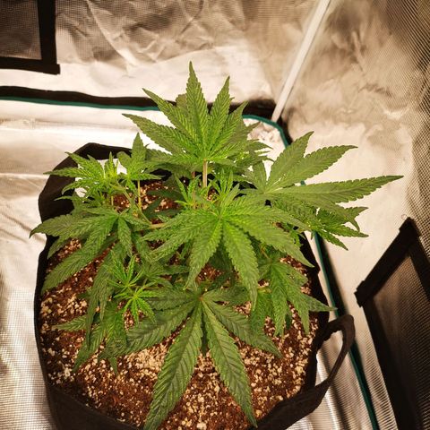 Grape Diamonds 2 growlog timeline photo
