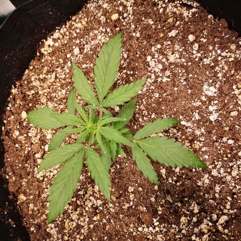 Hubbabubba haze growlog timeline photo