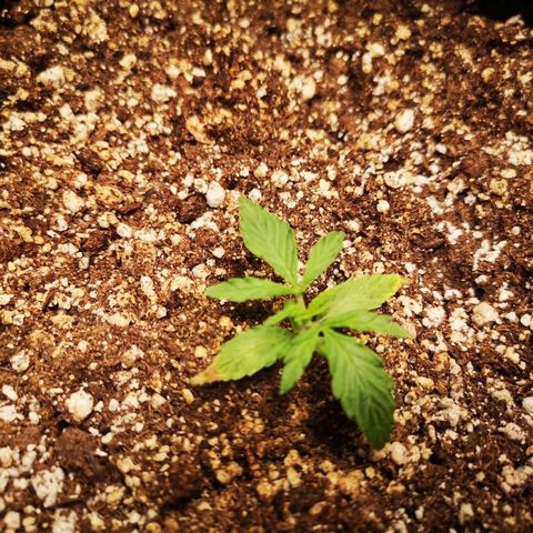 Hubbabubba haze myco growlog timeline photo