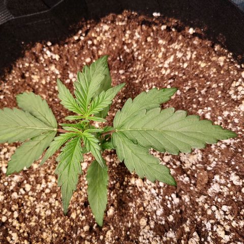 Mango smile growlog timeline photo