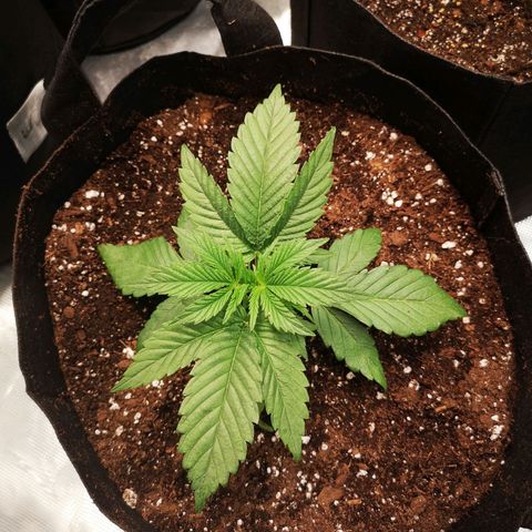 Orange cookie chem 2nd grow growlog timeline photo