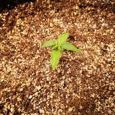 Ripleys og growlog timeline photo