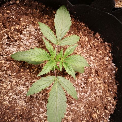 Sour crinkle growlog timeline photo