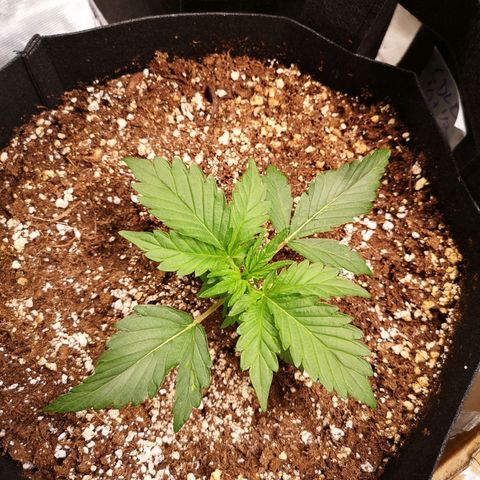 strawberry stomper growlog timeline photo