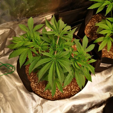 wedding cake growlog timeline photo