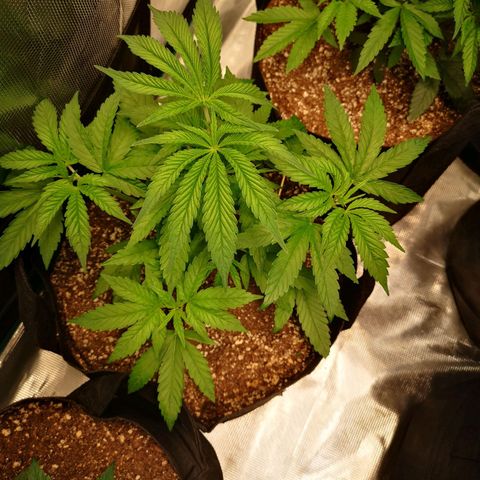 wedding cake 2 growlog timeline photo