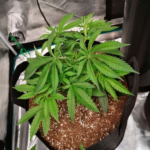 Wedding cake 3 growlog timeline photo