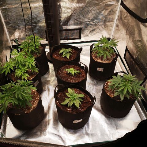 wedding cake growlog timeline photo