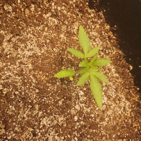 avt x 3 bears og growlog timeline photo