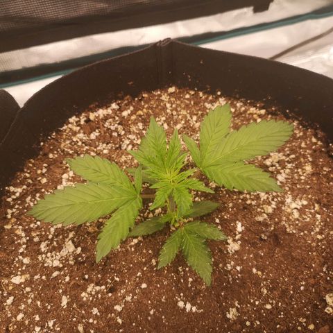 Cdlc growlog timeline photo