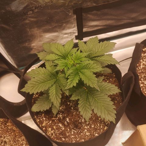 Cdlc 1/2 & 1/2 growlog timeline photo