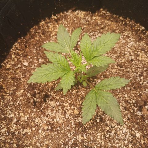 Cdlc myco growlog timeline photo