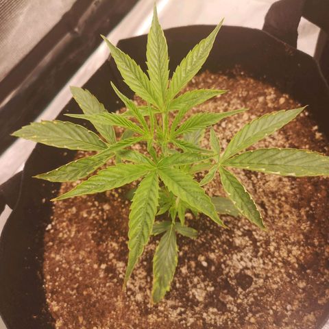 Forgotten cookies growlog timeline photo