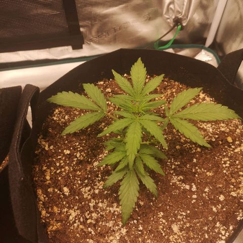 Hubbabubba haze growlog timeline photo