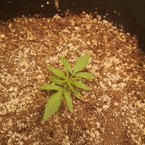 Hubbabubba haze myco growlog timeline photo